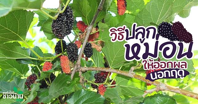 หม่อน 01