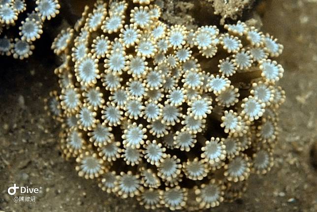 白珊瑚| Precious White Coral【功效/顏色/評級/脈輪/禁忌/五行】