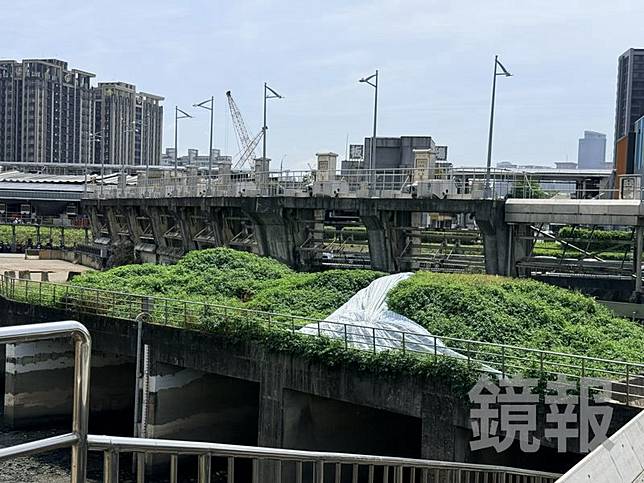 淤泥堆放太久已長出雜草。呂健豪攝