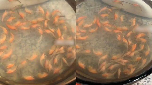 廣州一名女子把寵物蝦放在陽台一晚上隔天中午一看發現全被蒸熟了。（圖／翻攝自網易新聞）