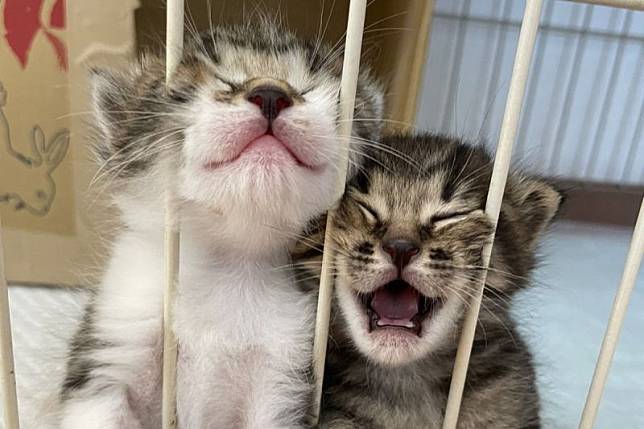 奶貓們想喝ㄋㄟㄋㄟ，每天做鬼臉搏關注，表情像在大喊：「放我們出去！」（圖／Twitter：kuro_asari5bee）