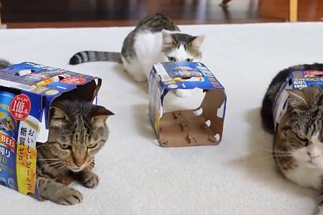啤酒背心喵出沒！仨貓自動鑽入啤酒紙盒中耍萌，模樣就像穿了背心：「新造型酷嗎？」（圖／Youtube：mugumogu）
