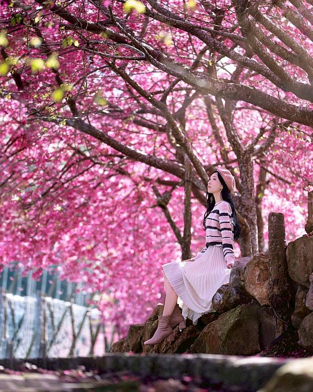 南投水里阿本農場滿版的繁花實在太仙境 （圖片來源/<a href=