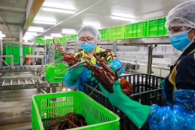 Staff members check the appearance of rock lobsters at the Welshpool live lobster facility of the Geraldton Fishermen's Co-operative (GFC) in Perth, Australia, Oct. 24, 2024. (Xinhua/Ma Ping)