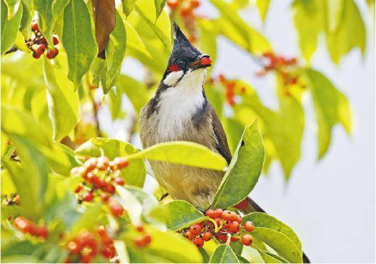 紅耳鵯__香港常見留鳥。特徵：有直立的黑色冠羽，被指似「Gel了頭」。面頰緋紅而臀部橙紅（鍾永乾攝）