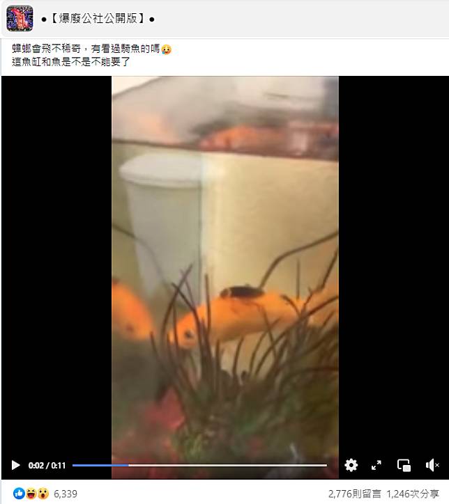 網友分享把金魚當成坐騎的蟑螂。（翻攝自爆廢公社公開版臉書）