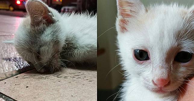 2017年貓雞在鄉民家樓下呈現瀕死狀態（左），救援後變成一隻橘白小貓（右）。（翻攝自小貓雞-瀕死浪貓救援臉書）