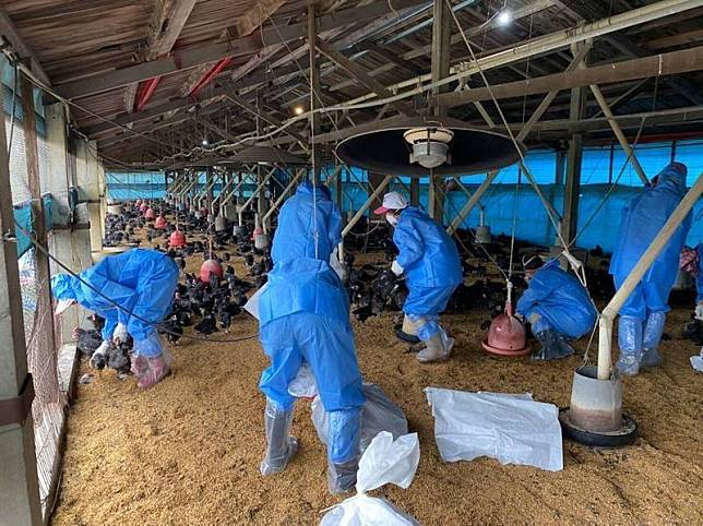 雲林、台南2家雞場爆發新型H5N2亞型(b分支)高病原性禽流感病毒，已撲殺1.8萬隻。撲殺示意圖。(資料照，雲林縣動植物防疫所提供)