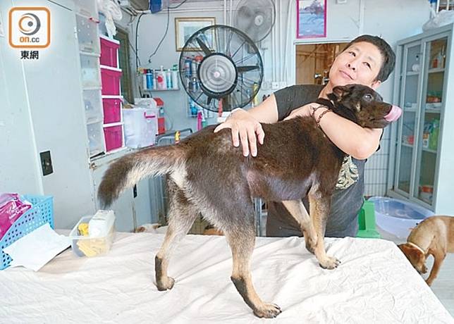 香港流浪狗之家強調從未售賣狗肉或進行狗肉買賣交易。