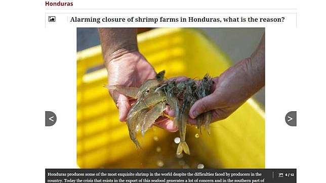 宏都拉斯與我國斷交後，其經濟命脈之一的白蝦養殖就陷入嚴重衰退。（圖／翻攝自El Heraldo新聞官網）