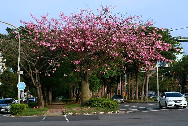 東豐路、林森路口的美人樹，很像一位燙了漂亮頭髮，站在馬路上的妖嬈女性。（記者陳俊文攝）