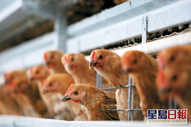 內地新增一宗人類感染H5N6個案。資料圖片