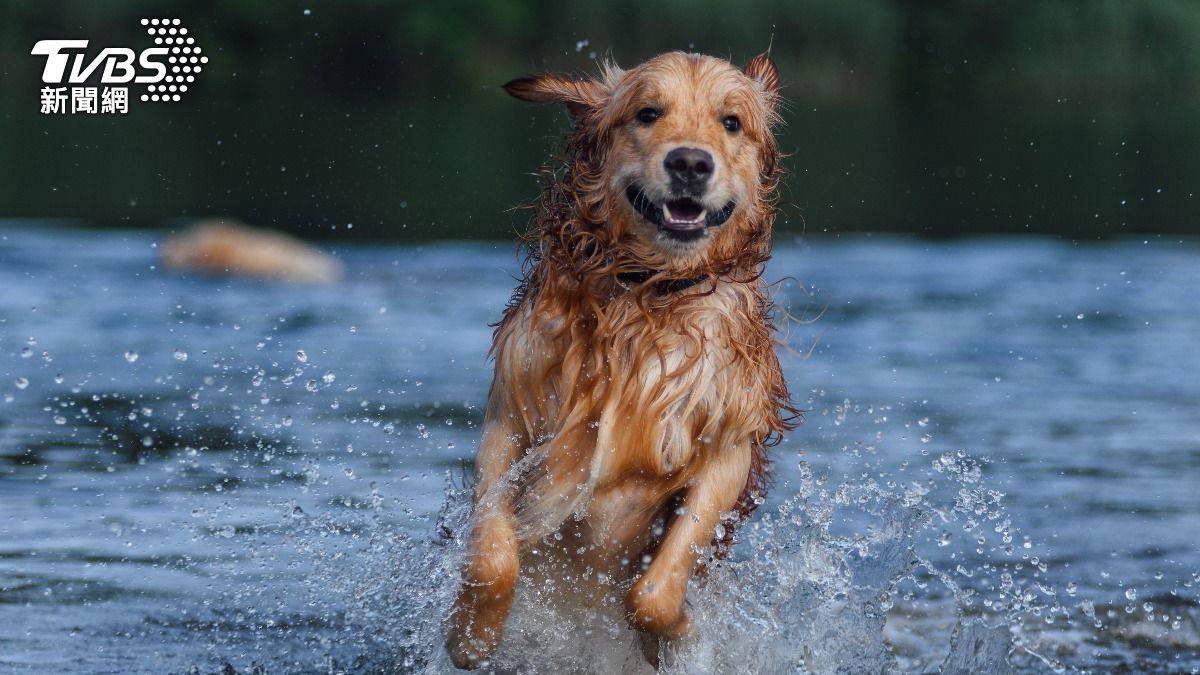 遭美男無情拋棄！黃金獵犬「9天狂追100公里」 痛咬主人報復| TVBS | LINE TODAY