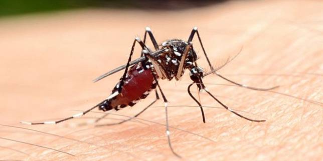 抗藥性瘧疾  正在東南亞快速擴散