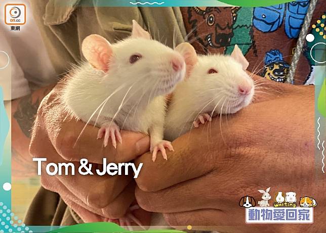 好動的Tom和好靜的Jerry感情非常好，日間大部分時間都一起睡覺。（愛協提供）