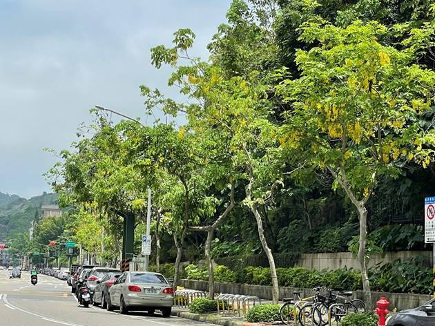 10月起行人可在行人優先區道路全寬通行，不需要靠路邊，汽機車若按鳴喇叭驅趕行人，可罰300到600元，10月1日起正式上路。 圖：台北市政府工務局公園路燈工程管理處／提供