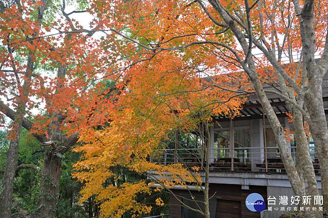 東勢林場楓葉遠近馳名，每到12月火紅的楓葉遍佈林場形成絕美的景色。（圖/東勢林場）