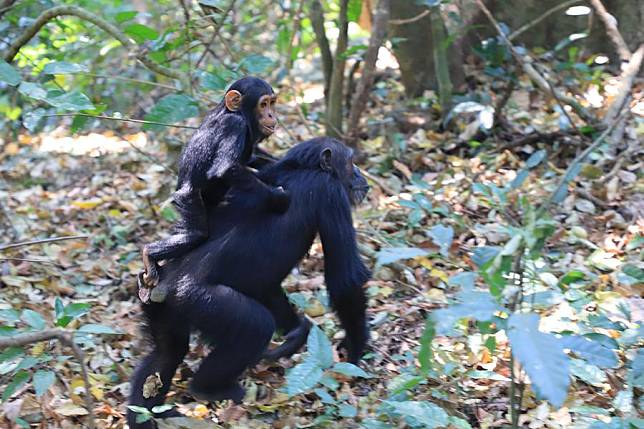 This photo taken on Sept. 2, 2023 shows chimpanzees in Gombe National Park in Tanzania. (Xinhua/Xie Hao)