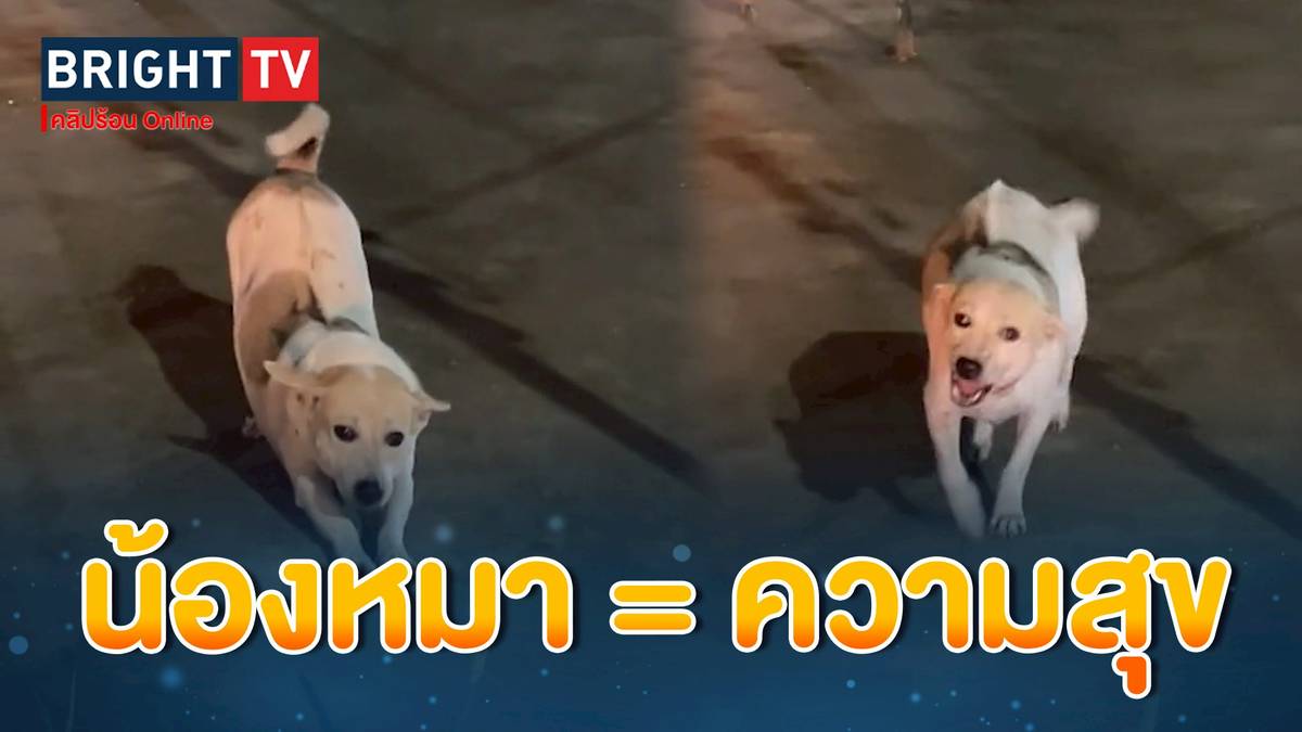เอ็นดู น้องหมาจร ขี้อ้อน ตกทาสหมาทั้งแม่ค้า-ลูกค้า ทำเอาตกหลุมรักกันหนักมาก | BRIGHTTV.CO.TH | LINE TODAY