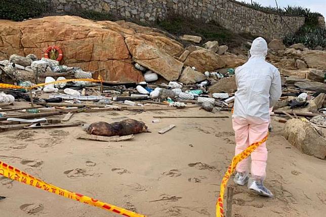金門田浦海邊發現從中國漂過來的死豬，經過檢驗含非洲豬瘟病毒。（金門岸巡隊提供）