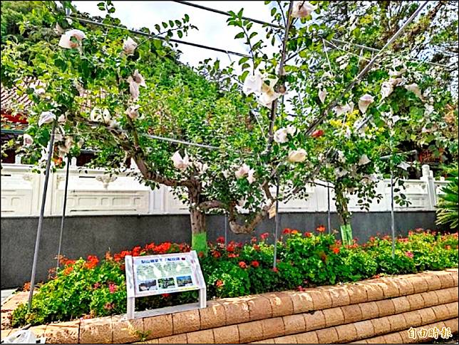 參山國家風景區在梨山賓館前嫁接三十餘餘種蘋果樹，取名蘋果王子。(記者唐在馨攝)