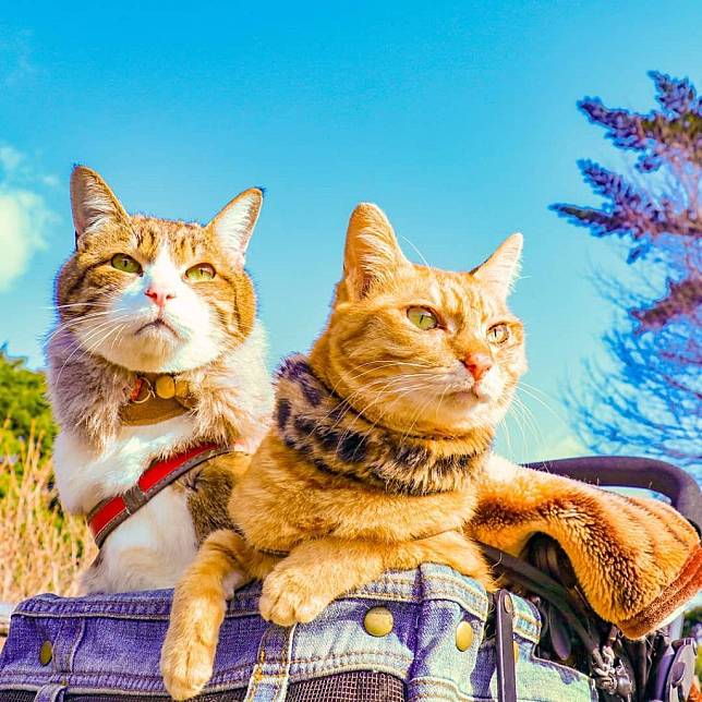 圖片來源：Ig@the.traveling.cats