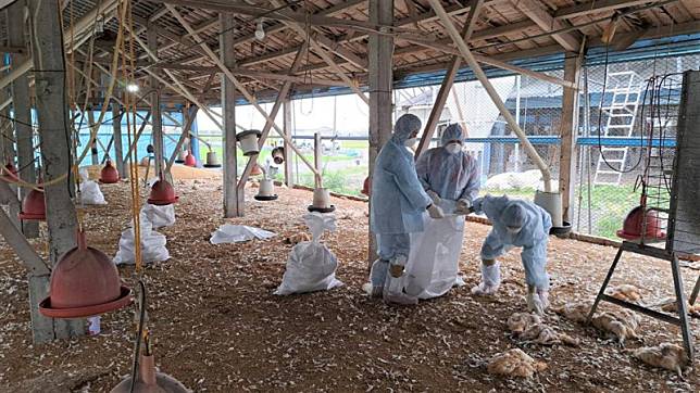 彰化大城鄉某土雞場傳禽流感疫情，31日撲殺16962隻雞隻。 圖：彰化縣政府提供