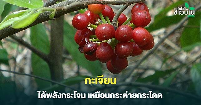 5กะเจียน