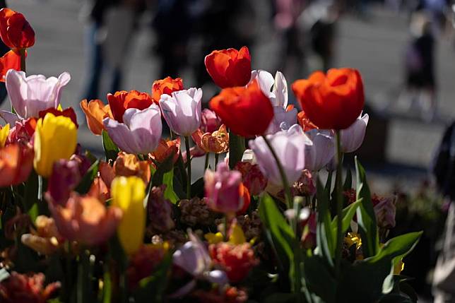 Tulips are seen during the 2024 Tulip Festival in Amsterdam, the Netherlands, April 10, 2024. (Photo by Sylvia Lederer/Xinhua)