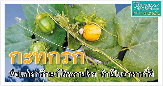 กะทกรก 8เมย