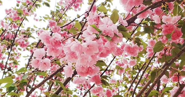 短片賞花︰八重櫻@元朗公園、天水圍公園| 明報| LINE TODAY