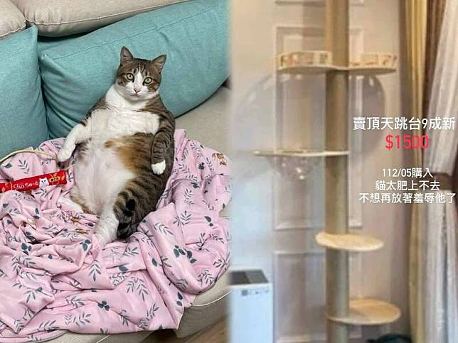 台灣一名飼主發文出售一座貓跳台，並透露出售原因全是因「愛貓太肥」，引發大批網友好奇，事後飼主也秀出愛貓本尊「巨照」來回應眾人疑惑。(圖由飼主彭宇暄授權使用，本報合成)