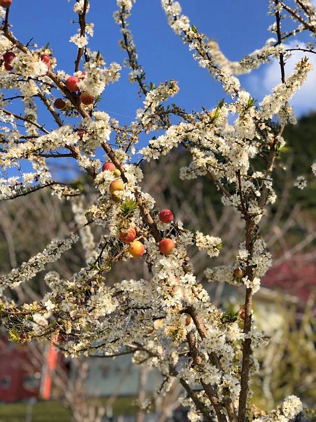 草屯民眾拍到李樹同時開花結果嘖嘖稱奇。(草屯李小姐提供)