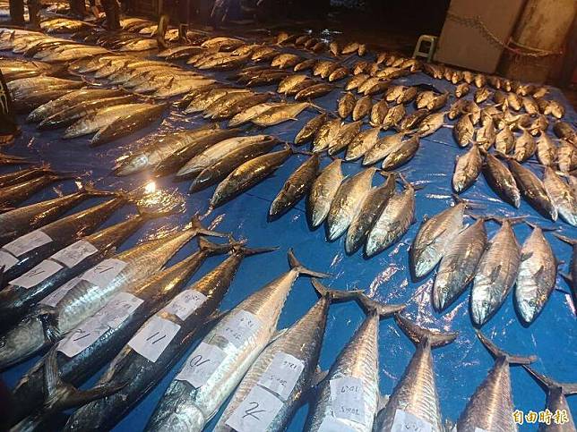 一批巴西進口的馬鮫魚被驗出重金屬超標，退貨後，竟以變身次級品從香港低價銷進台灣。圖為澎湖捕撈的土魠魚「康氏馬加鰆」，同屬馬鮫魚的一種。(資料照，記者劉禹慶攝)