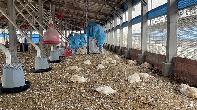 大城鄉1土雞場主動通報有雞隻異常死亡，經採樣送檢，確診感染新型H5N1亞型高病原性禽流感病毒