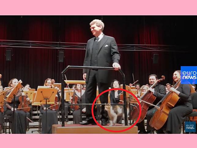 貓咪闖入音樂會　玩樂手裙子跳上指揮台：人家想坐搖滾區！