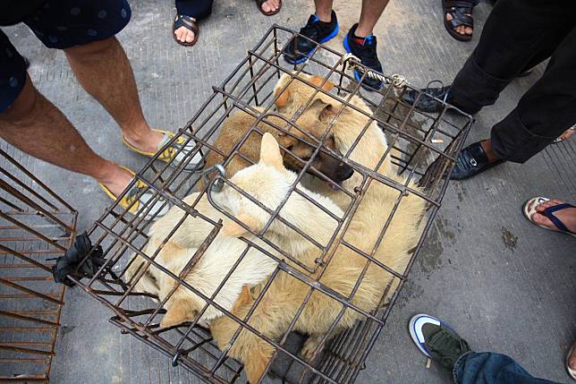 The Chinese dog meat trade has long proved controversial. Photo: AFP