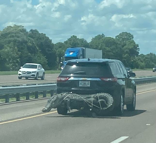 美國佛羅里達州一名車主將鱷魚綁在後保桿上。   圖：翻攝自Karen Kress臉書
