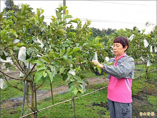 高雄岡山果農林玉秋種植有機帝王芭樂，以酵素、微生物菌、有機肥料為果樹強身。(記者陳文嬋攝)