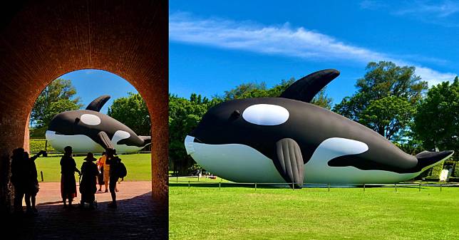 台南虎鯨你拍了沒？全球最大、20公尺「虎鯨ORCA」期間限定呆萌登場