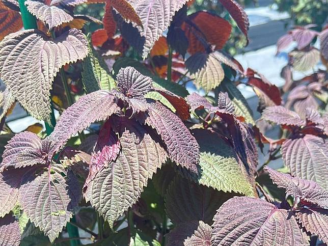 田間栽培的紅紫蘇。（圖片來源：農業部提供）