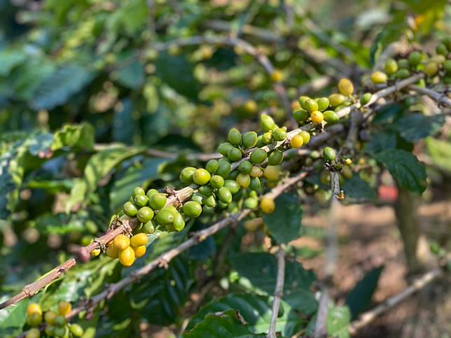 圖／桃園市政府