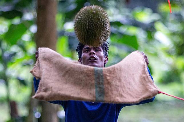 A worker catches a durian cut off from a tree at an orchard in Chumphon, Thailand, Sept. 18, 2023. (Xinhua/Wang Teng)