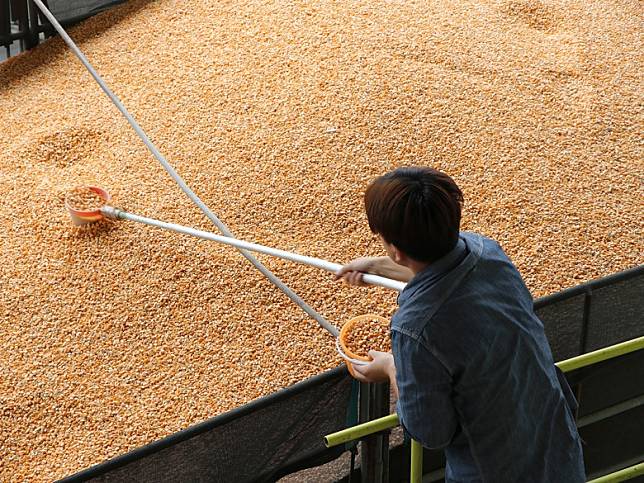 台灣硬質玉米之抽檢過程。（圖片來源：農委會提供）