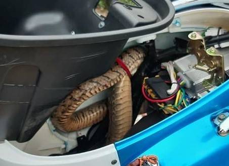 嚇死人了，2米長臭的青母鑽進電動機車的置物箱內。(圖:楊政坤提供)