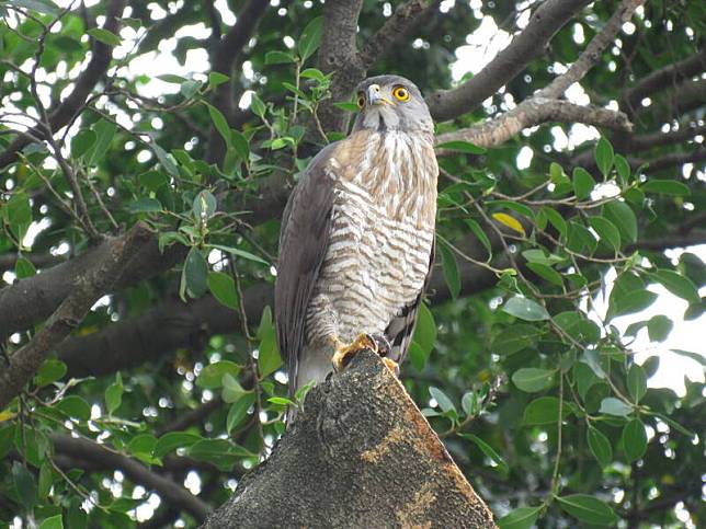 鳳頭蒼鷹親鳥絕望停棲被鋸斷枝頭苦等令人揪心。(高雄鳥會提供)