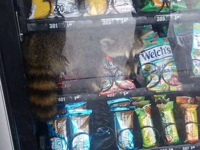 呆萌浣熊「超狂偷吃」卡在零食販賣機　警笑崩：逮捕現行犯！