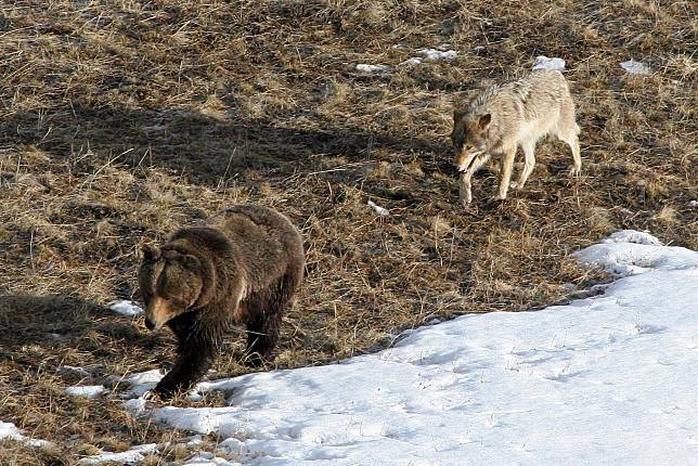 美國黃石公園的熊搶了狼的獵物之後，讓狼的狩獵頻率降低了。 美聯社 / 達志影像