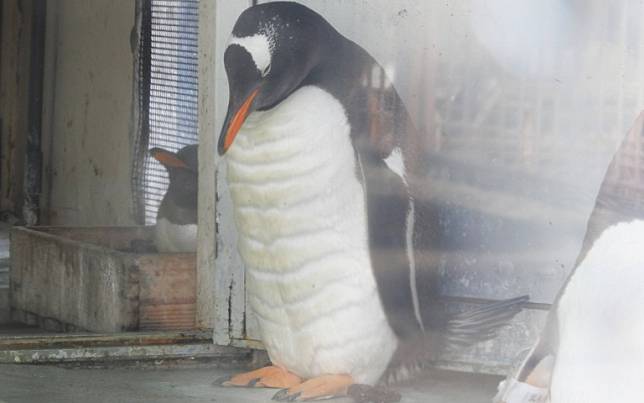 線條異常清晰！北海道小樽水族館驚見「腹肌企鵝」