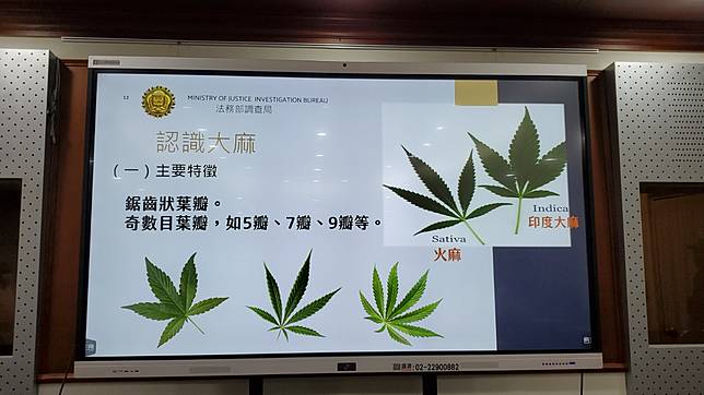 大麻主要特徵。呂志明攝